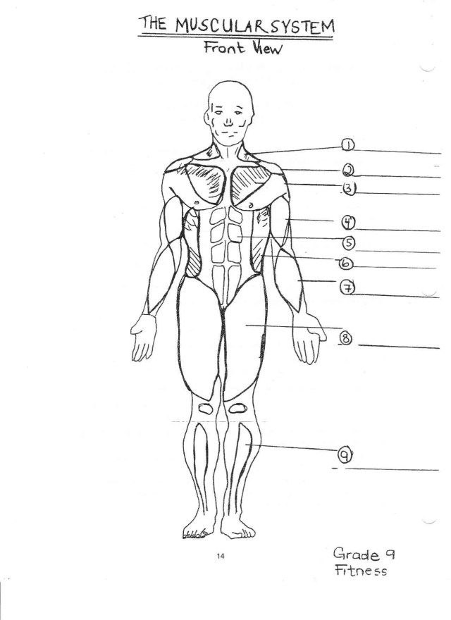 Homework help muscular system
